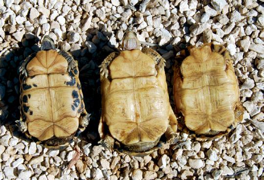 RICK HUDSON ANTOINE CADI All three subspecies of spider tortoises, Pyxis arachnoides, are managed at the Ifaty compound. From left to right, P. a. oblonga, P. a. arachnoides and P. a. brygooi.