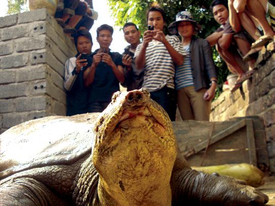 MR. THAI, CUC PHUONG TCC Once word got out about the giant softshell that had been captured, crowds of people arrived to get a glimpse of the rare animal.