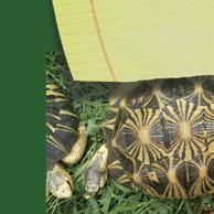 tortoise s natural habitat!