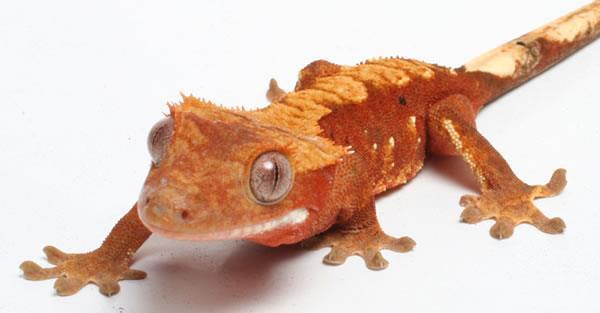 Crested Gecko Rhacodactylus ciliatus LIFE SPAN: 15-20 years AVERAGE SIZE: 8-10 inches CAGE TEMPS: Day Temps 75-80 0 F HUMIDITY: 85% If temp falls below 70 at night, may need supplemental infrared or