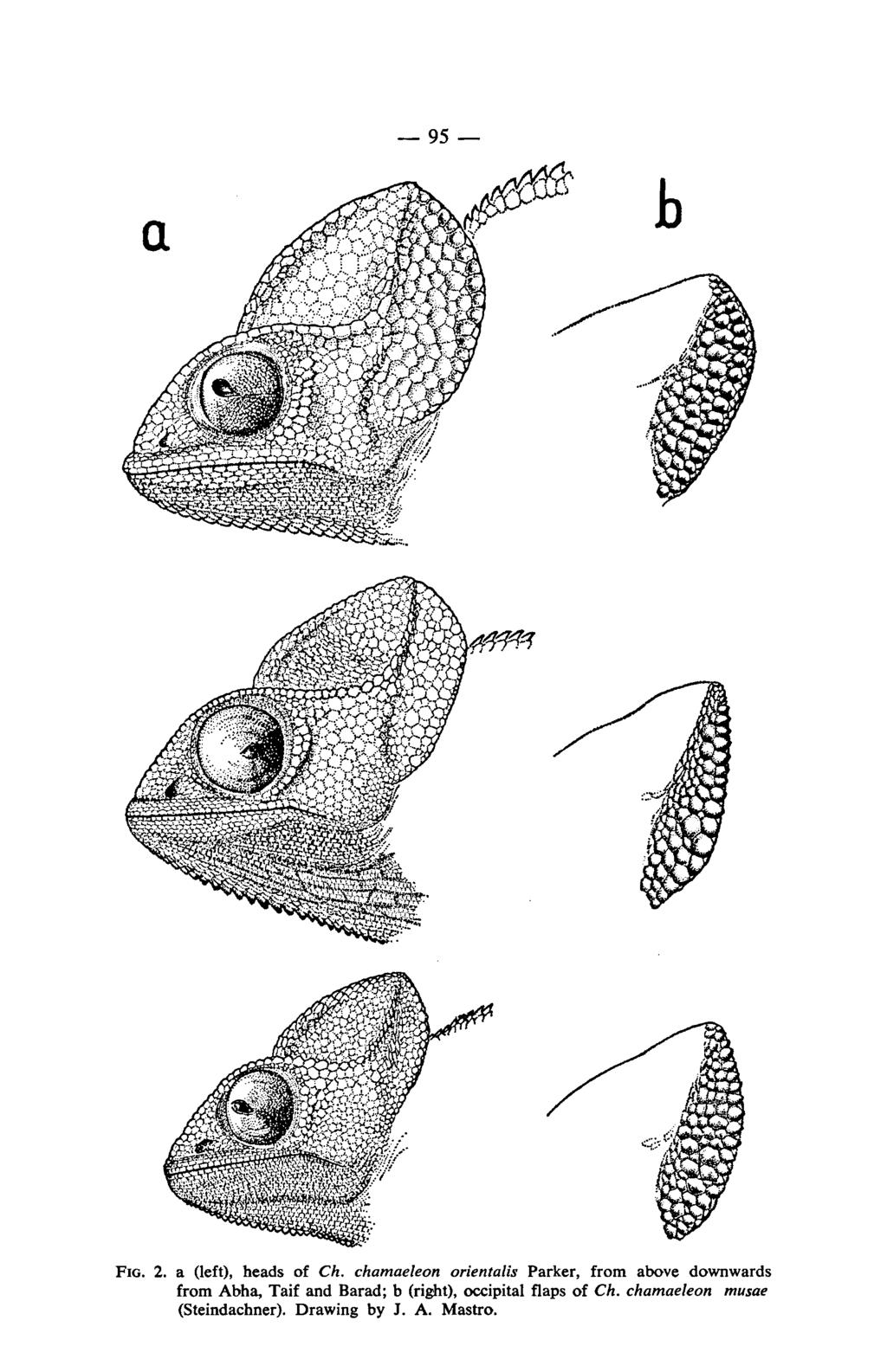 95 FIG. 2. a (left), heads of Ch.