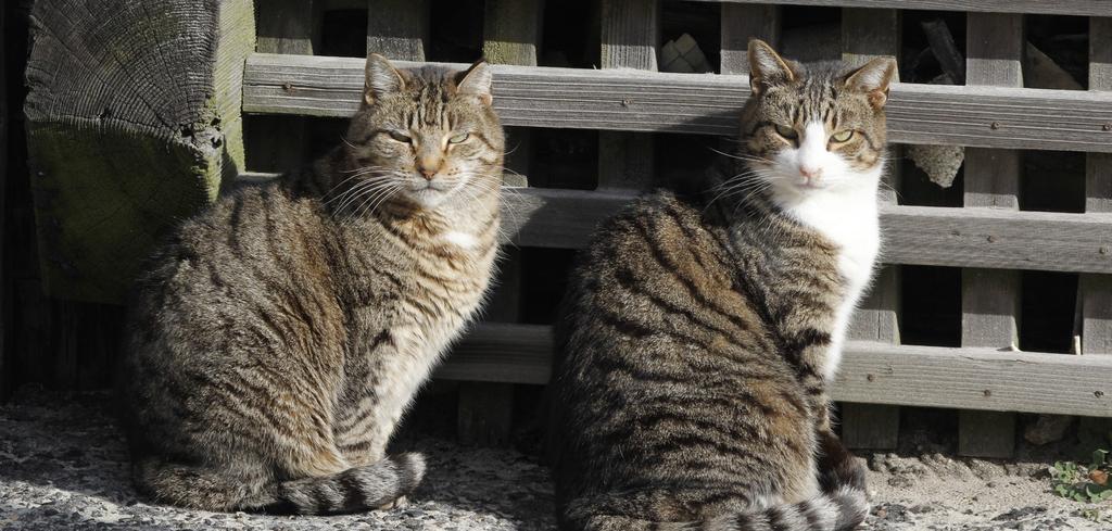 ENDNOTES 1. Hughes, Kathy L. and Margaret R. Slater. Implementation of a Feral Cat Management Program on a University Campus. Journal of Applied Animal Welfare Science 5, no. 1 (2002): 15-28. 2.