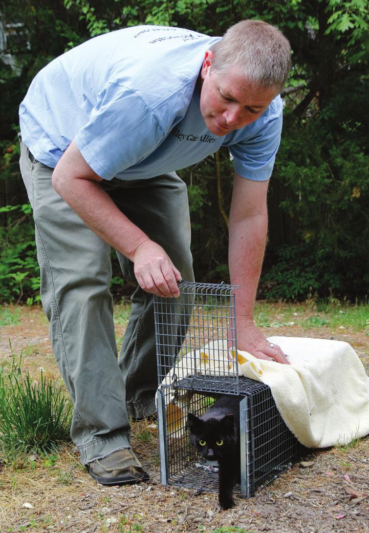 Trap-Neuter-Return Significantly Reduces North Carolina Cat Colony Size After Two Years In a 2004 study in the Journal of the American Veterinary Medical Association, researchers observed neutered