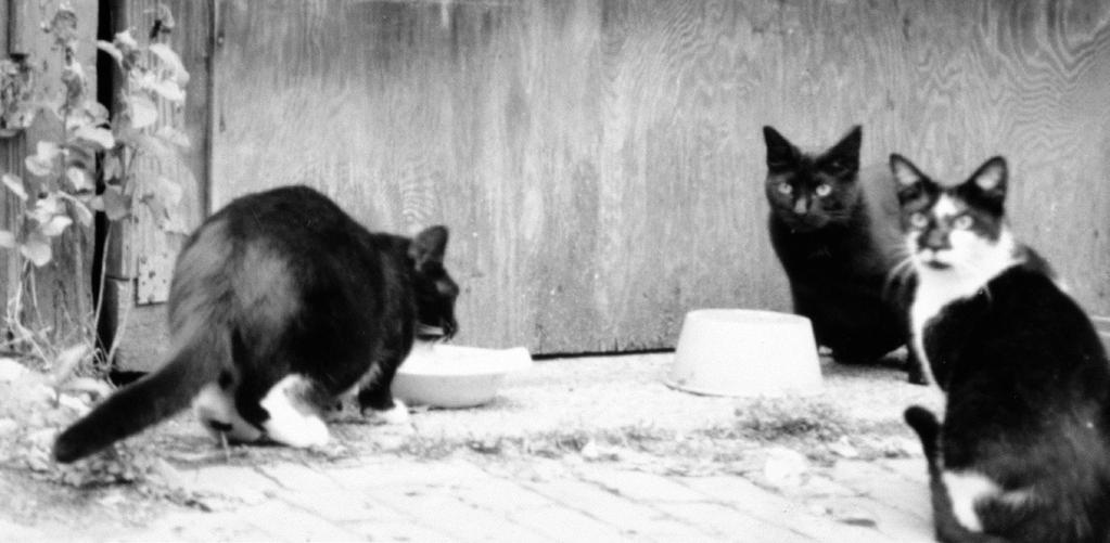 A few of the original colony members 25 years ago in an alley in Adams Morgan. No cats remain in the alley today. Washington, D.C.