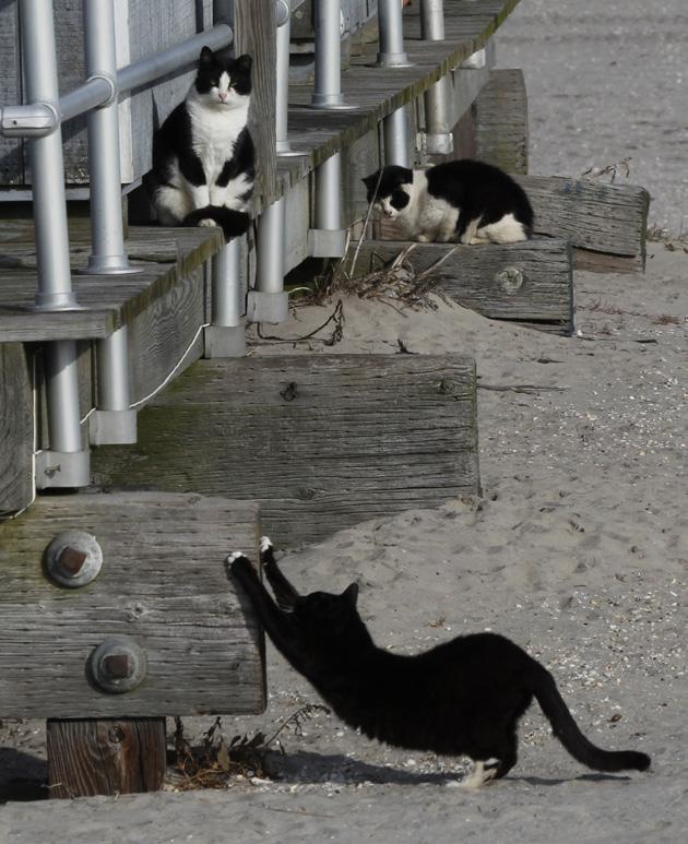 A few of the feral cats who calls the Atlantic City Boardwalk home.