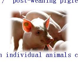 piglets / veal calves T treat infectins in individual animals