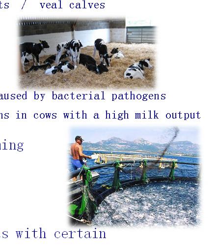 infectins in cws with a high milk utput Glbal increase in