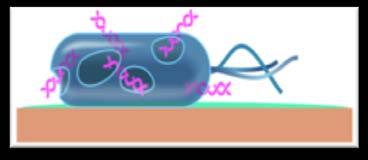 Copper s rapid contact kill mechanism makes it unlikely bacteria will ever develop a resistance to copper* Mode of action A: Copper dissolves from the copper surface and causes cell damage B: The