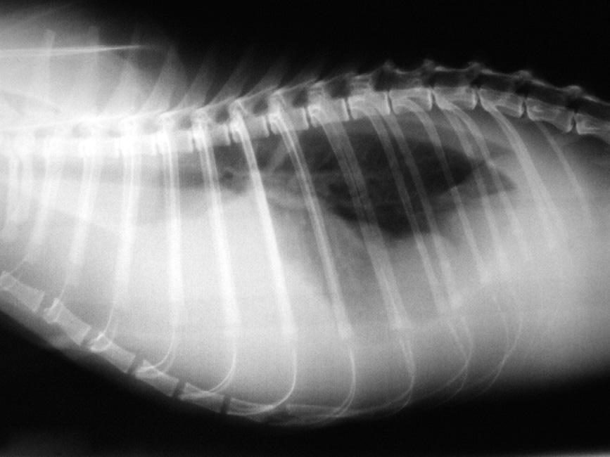 1146 Drechsler et al Fig. 8. Lateral thoracic radiograph image of a cat with pleural effusion due to FIP. (Courtesy of Daniel Gerardi, Universidade Federal do Rio Grande do Sul, Brazil.