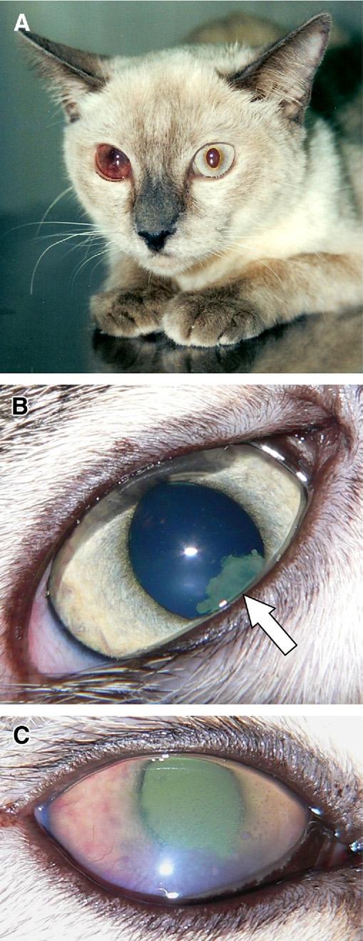 Feline Coronavirus in Multicat Environments 1147 Fig. 9. (A) Anterior uveitis typically seen in noneffusive cases of FIP.