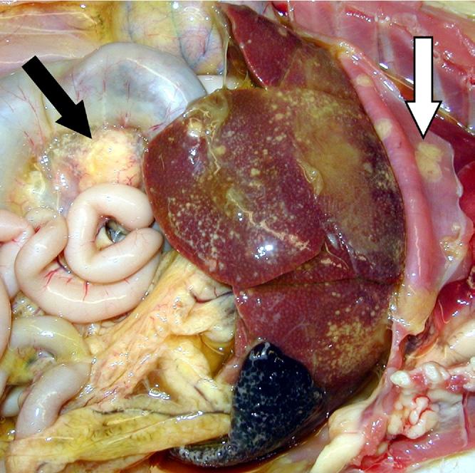 Feline Coronavirus in Multicat Environments 1141 Fig. 5. Peritoneal cavity of a cat: intestine, liver, lymph node, spleen, and diaphragm.