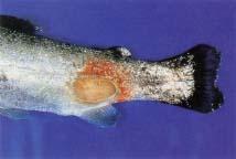 Aeromonas hydrophila infection in rainbow trout with skin