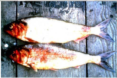 Hemorrhage and ulcers on American shad,