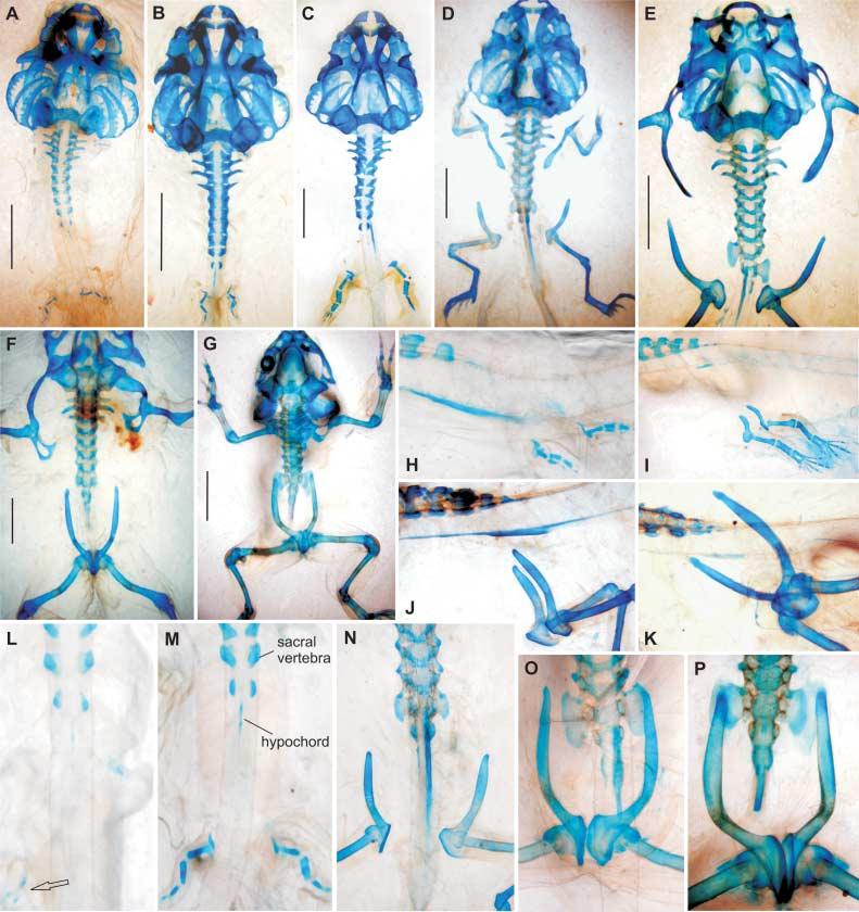 26 Development of the pelvic skeleton in frogs, H. RoCková and Z. RoCek Fig. 5 Pelobates fuscus.