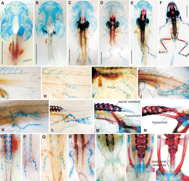 28 Development of the pelvic skeleton in frogs, H. RoCková and Z. RoCek Fig. 7 Xenopus laevis.