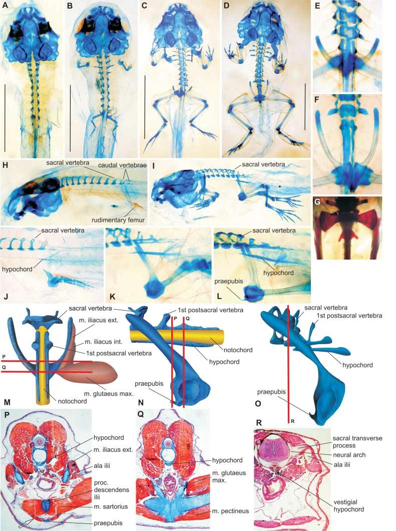 Development of the pelvic skeleton
