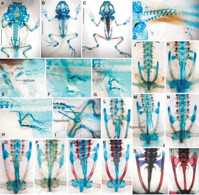 24 Development of the pelvic skeleton in frogs, H. RoCková and Z. RoCek Fig. 3 Bombina bombina. Note asymmetrical development of the presacral, sacral and caudal transverse processes (L, M, P, Q, S).