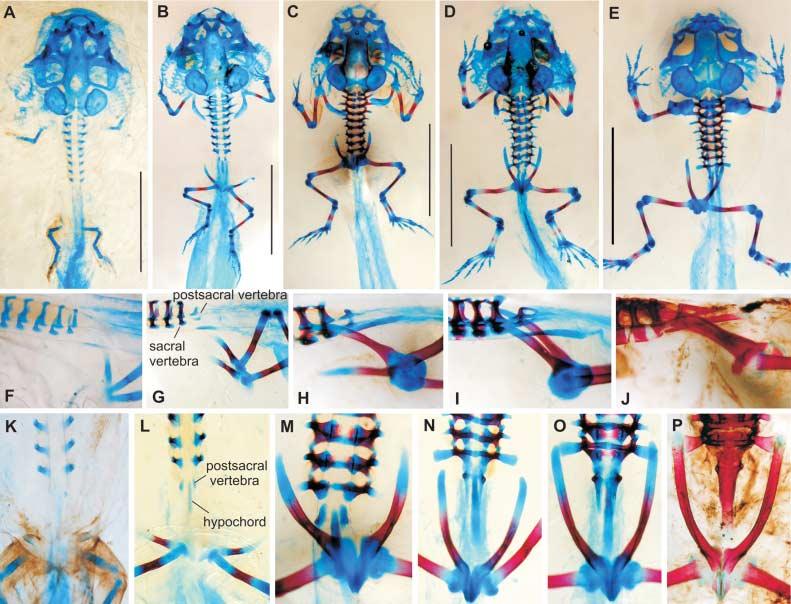 Development of the pelvic skeleton in frogs, H. RoCková and Z. RoCek 25 Fig. 4 Bufo bufo. Note the early onset of ossification (B, L) and retardation in development of the urostyle.