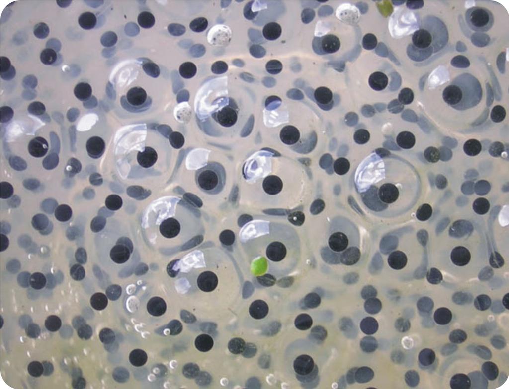 Frog Eggs Amphibians generally lay large number of eggs. Often, many adults lay eggs in the same place at the same time.