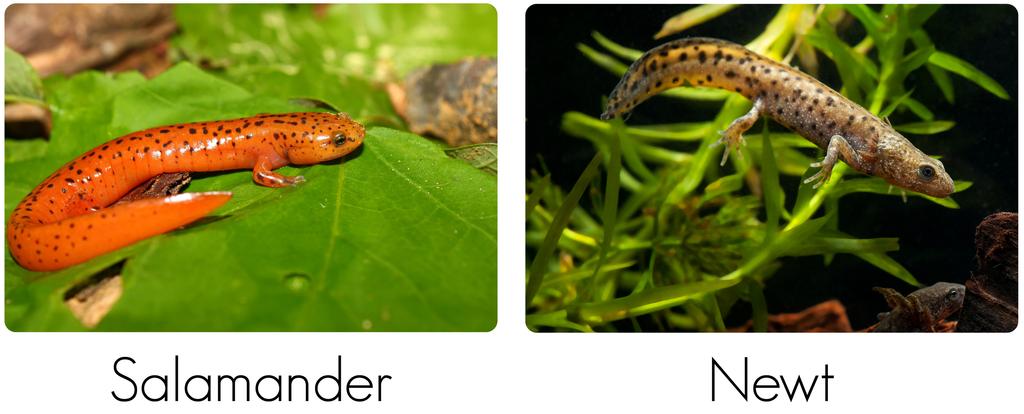 Salamander and Newt: Salamanders and newts can walk or swim. Salamander on a leaf (left), newt swimming in the water (right). Caecilians Caecilians are most closely related to salamanders.