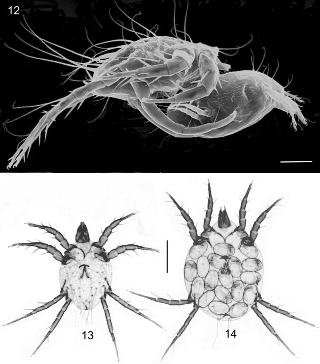 ps 3. Anus ventroterminal. Bursa copulatrix an indentation located slightly dorsal to anus (Fig 20).
