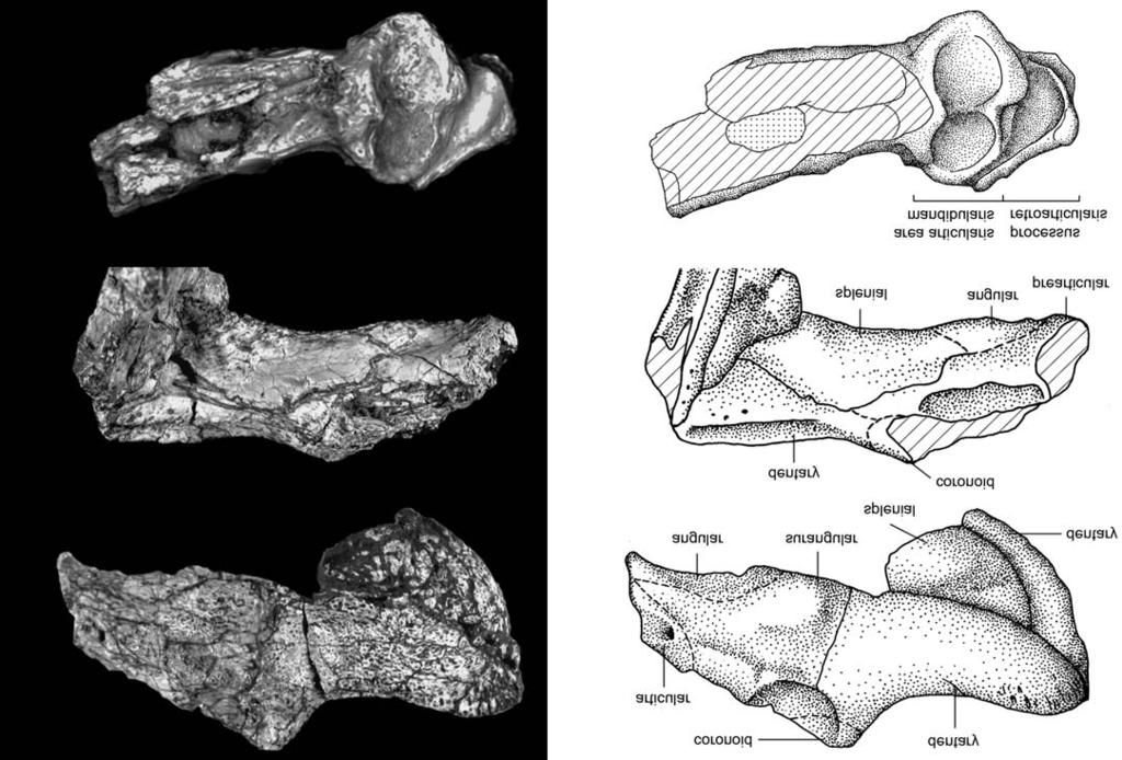 690 ACTA PALAEONTOLOGICA POLONICA 52 (4), 2007 10 mm 10 mm Fig. 9.