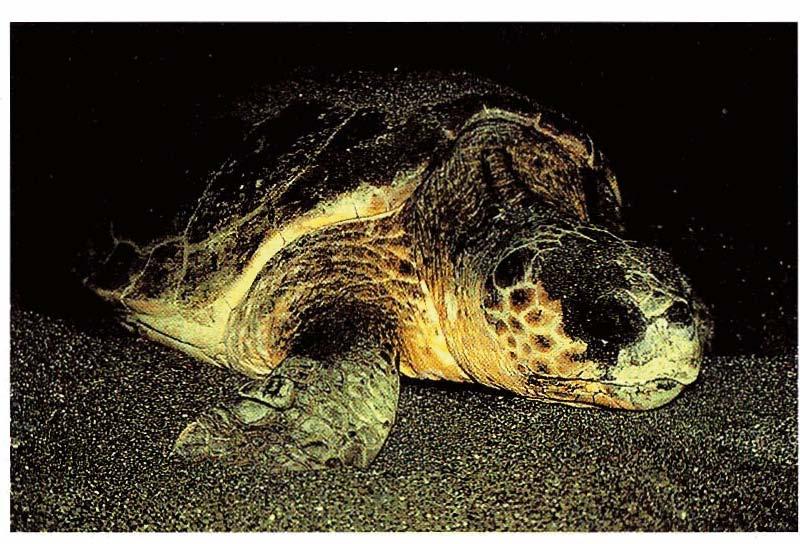 C HELLAS - GREECE Fig. 15 - Hatchlings of C, caretta water at least once. Nest predation puts the turtle population in Lakonikos Bay under severe stress.