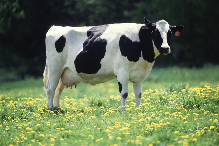 20) The #1 dairy breed in the United States is the Holstein Match the following pieces of equipment used in veterinary cattle practice with the slides 21) A Elastrator 22) I Calf jack 23) J Newberry