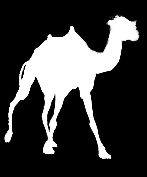 The camel s hump accumulates fatty tissues instead of water.