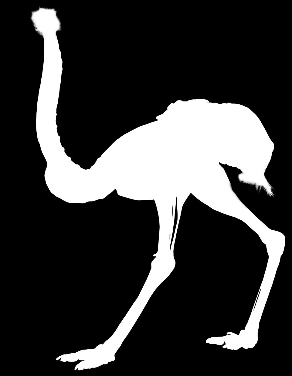 The wings of ostrich