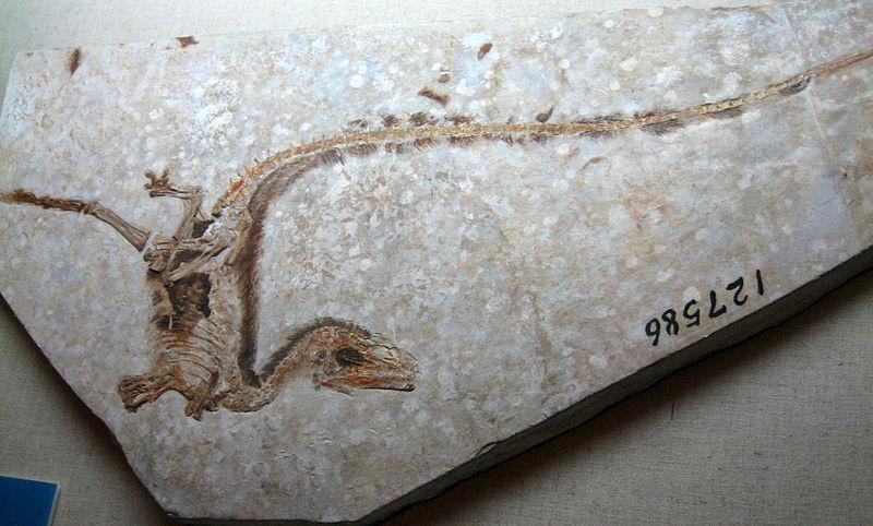 Figure 5. Holotype of Sinosauropteryx prima showing integument. https://www.flickr.com/photos/50159489@n00/1492438954/ Dinosaurs! by https://www.flickr.com/people/50159489@n00" Sam / Olai Ose / Skjaervoy.
