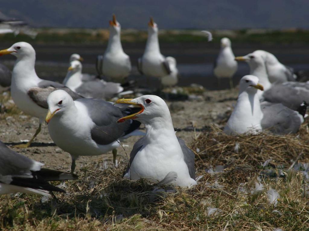 Gull Predation on Waterbird Nests and Chicks in the South San Francisco Bay Josh
