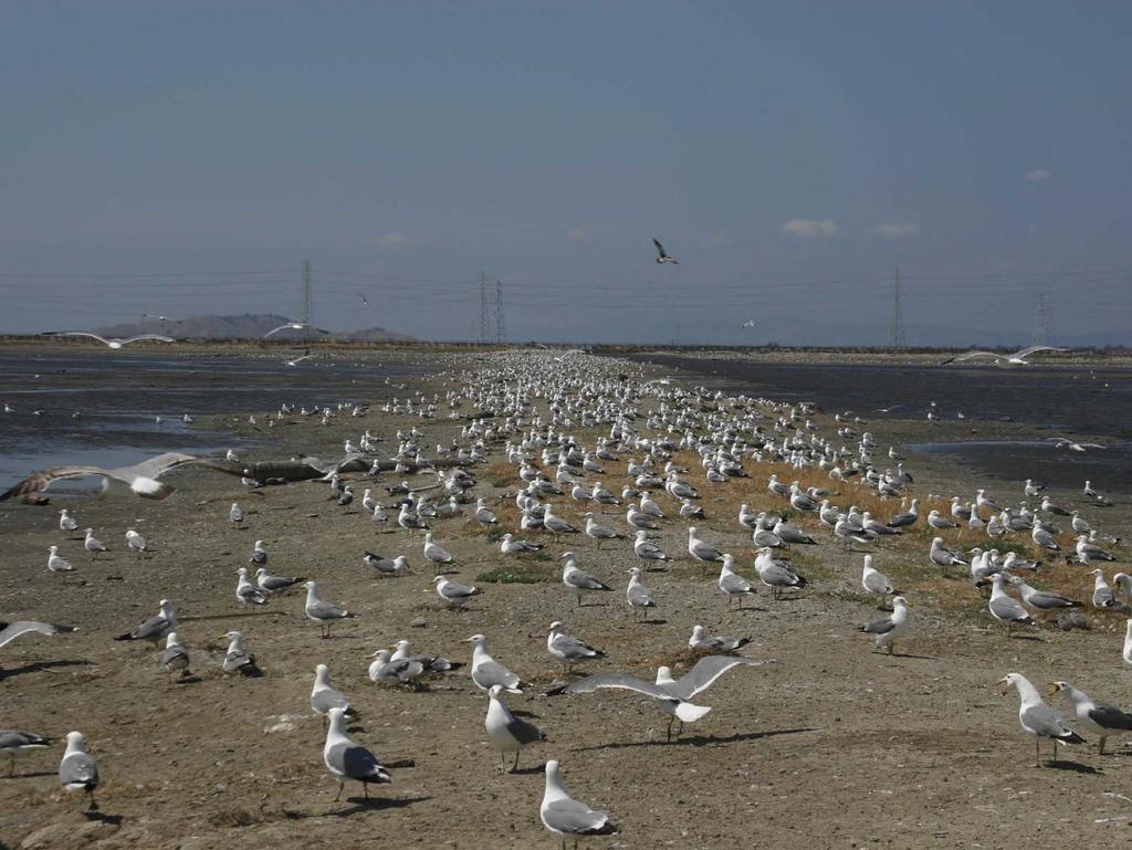 15 radios were found in A6 gull colony in 2005 (already found 10
