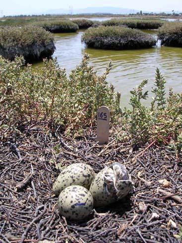 Forster s Tern Nests Nests checked