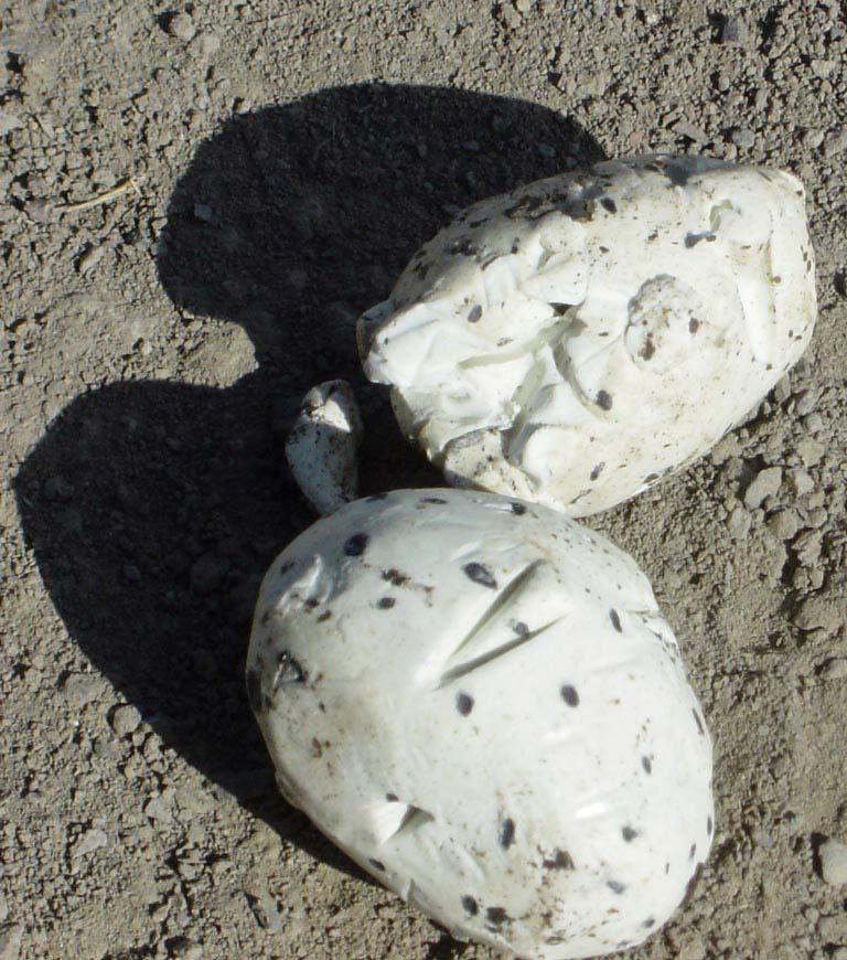 Fake Eggs Added to Avocet Nests in A8 to Determine Predator Type 18 nests: 4 nests with no depredation 5