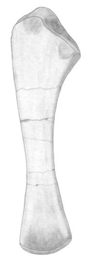 104 NMMNH P-33292, a left ulna of the phytosaur Pseudopalatus