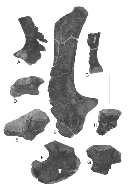G, NMMNH P-37290, left coracoid; H, NMMNH P-36507, left coracoid. Scale bar = 5 cm.
