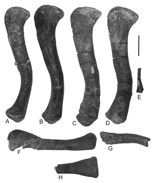P-39362, right. Scale bar = 5 cm. FIGURE 12. Femora of Pseudopalatus from the Snyder quarry in posteroventral view.  P-39362, right. Scale bar = 5 cm. FIGURE 13.