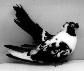 (left) and Gallicolumba luzonica, the endangered bleeding-heart pigeon from the