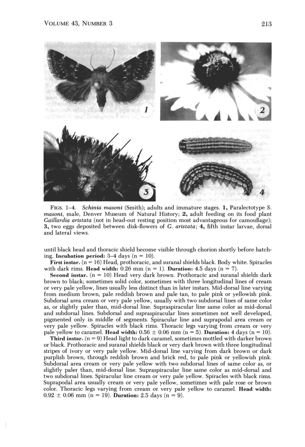 VOLUME 43, NUMBER 3 213 FIGS. 1-4. Schinia masoni (Smith); adults and immature stages. 1, Paralectotype S.