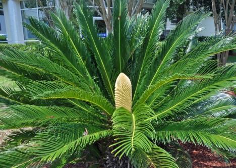 It belongs to the Cycadophyta division along with coontie palms, cardboard palms, cycads, or zamias.