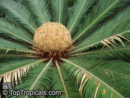 The male sago palm produces a long, golden, cone shape structure. The female produces a round, fuzzy mass that generates orange colored, walnut sized seeds.