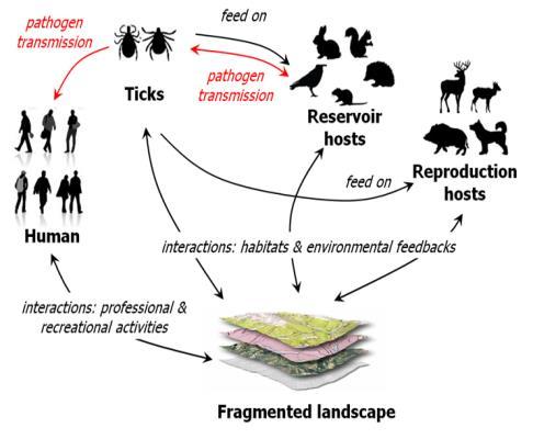 correlation is useful for understanding and predicting the occurrence of tick-borne diseases in dynamic forest landscapes. Li S, Hartemink N, Speybroeck N, Vanwambeke SO.