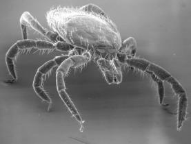 Rainbo research results & Public Health 1. Tick-borne viruses-an overview Ticks are recognised as vectors for several pathogens of Public Health relevance.