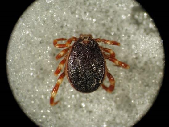 4. Discovery of CCHF tick vector in Hungary Crimean-Congo haemorrhagic fever (CCHF) is a zoonotic viral disease transmitted primarily by tick species of the genus Hyalomma (see 3).