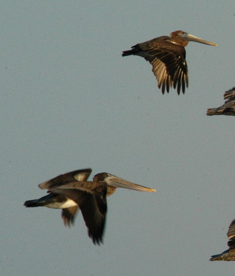 Brown Pelican IMMATURE (2 nd fall) Juveniles (1 st fall) are nearly identical to 2