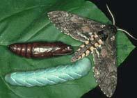 Lepidoptera Lepidoptera of note: Manduca sexta