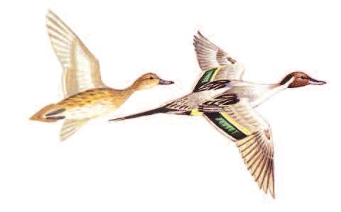 PINTAIL Anas acuta Size: 51 66 cm (20 26in) Female Male Large slim dabbling duck with long neck and long narrow tail.