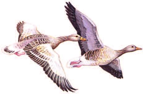 GREYLAG GOOSE Anser anser Size: 75 90 cm (30 35 in) Large, big-headed, thick-necked, heavy grey goose. Head, neck and most of body uniform pale brownish-grey.