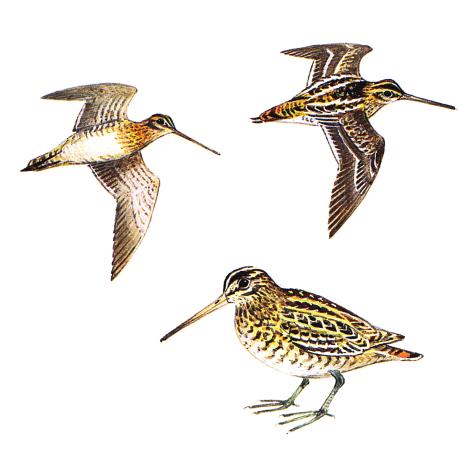 COMMON SNIPE Gallinago gallinago Size: 27 cm (10 1 /2in) Small brown wader with characteristic long, straight bill.
